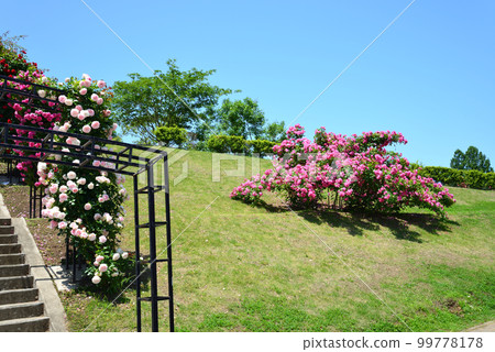 I went to Ibaraki Flower Park #37 I went to Ibaraki Flower Park #37 99778178