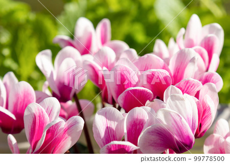 Cyclamen flowers 99778500