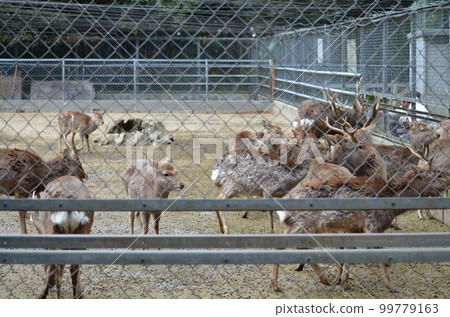Herd of deer over fence 99779163