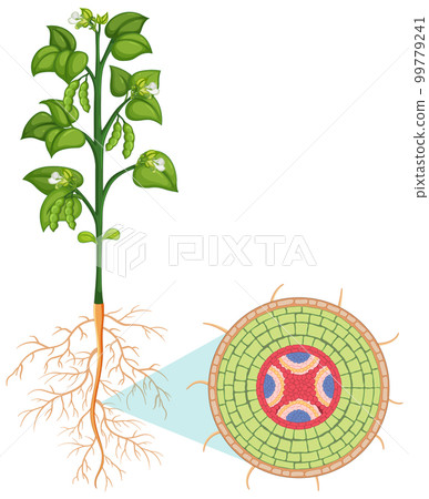 Internal structure of root diagram 99779241