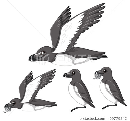 Magpie birds in cartoon style 99779242