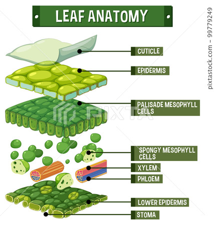 Internal structure of leaf diagram Internal structure of leaf diagram 99779249