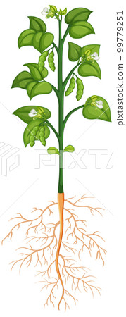 Plant structure scheme template 99779251