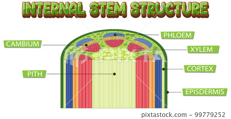 Internal structure of stem diagram 99779252
