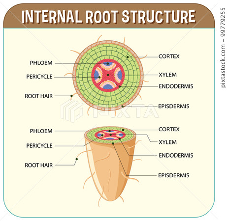 Internal structure of root diagram Internal structure of root diagram 99779255