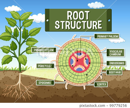 Internal structure of root diagram Internal structure of root diagram 99779256