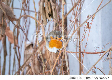Cute bird the European Robin, Erithacus rubecula. sitting on the tree branch in winter. 99780073