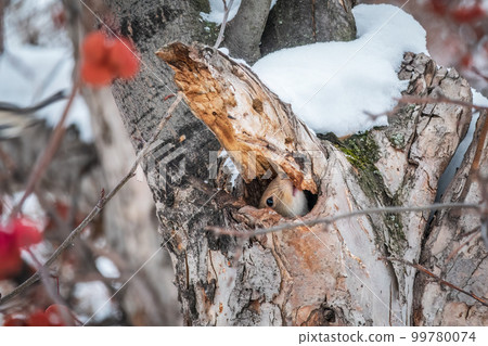 The squirrel sticks its head out of a hole in tree 99780074