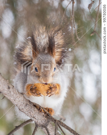 The squirrel with nut sits on tree in the winter or late autumn 99780086