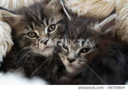 Two two month old Maine Coon kittens 99780664