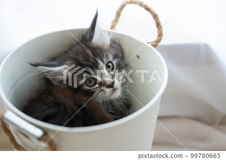 Two month old Maine Coon kitten in a bucket 99780665