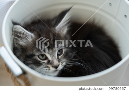 兩個月大的緬因貓小貓在桶裡 99780667