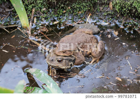 Toad 99781071