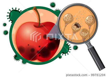 Inedible decomposed apple with mould 99781204