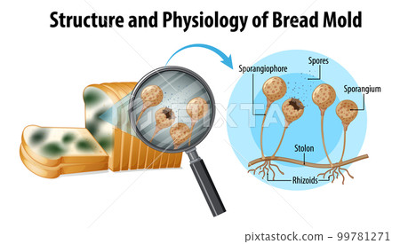 structure and physiology of bread mold 99781271