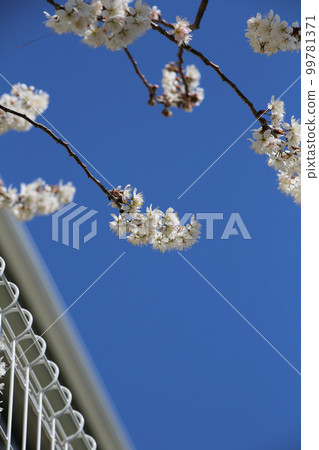 Tangran Sakura Tangran Sakura 99781371