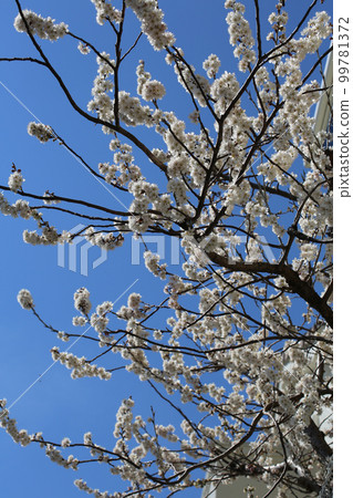 Tangran Sakura Tangran Sakura 99781372