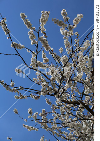 Tangran Sakura Tangran Sakura 99781373