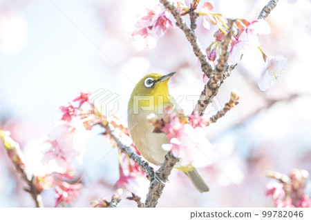 白眼飛來飛去尋找花蜜 99782046