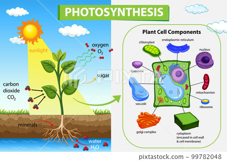 Photosynthesis diagram with plant and sunlight 99782048