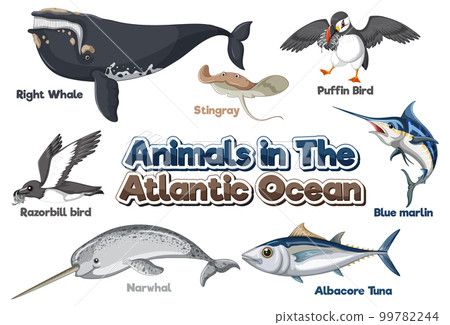 Set of Animals in the Atlantic Ocean 99782244