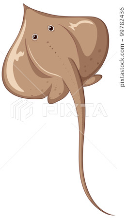 Atlantic stingray isolated on white background 99782436