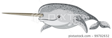 Narwhal on white background 99782632