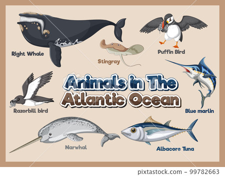 Set of Animals in the Atlantic Ocean 99782663