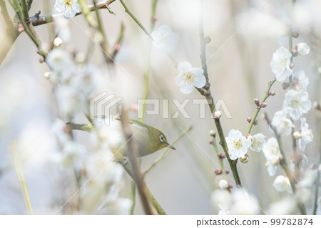 White-eye flying around in search of nectar 99782874