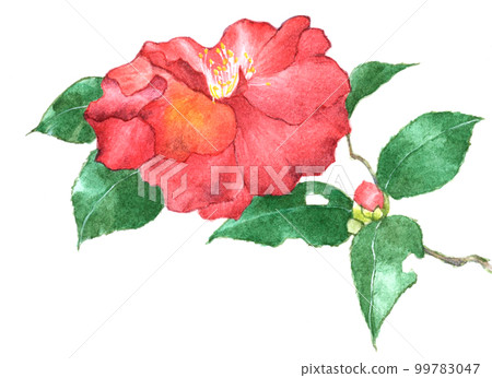 單色茶梅花水彩 單色茶梅花水彩 99783047