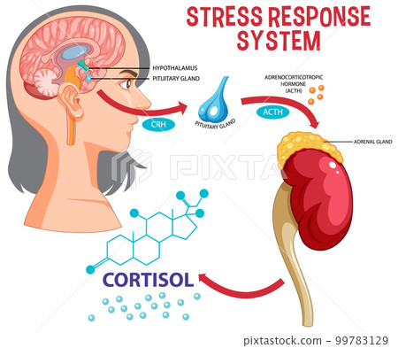Stress response system scheme Stress response system scheme 99783129