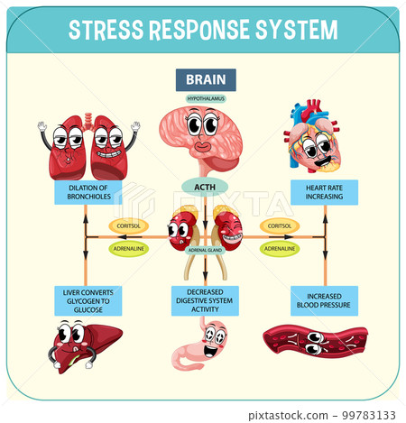 Stress response system scheme 99783133