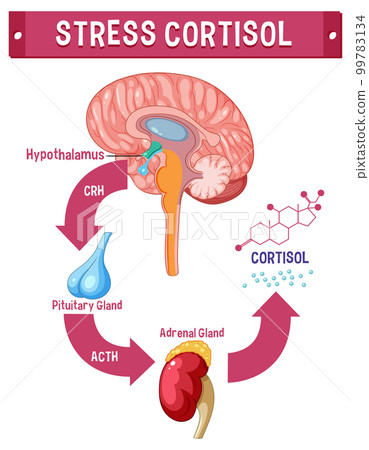 Stress cortisol system scheme 99783134
