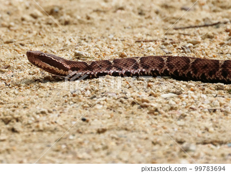 蛇紋圖簡單易懂 99783694