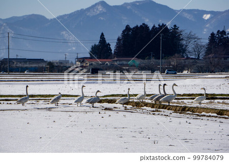 Swans gathering in the rice field Swans gathering in the rice field 99784079
