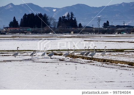 Swans gathering in the rice field Swans gathering in the rice field 99784084