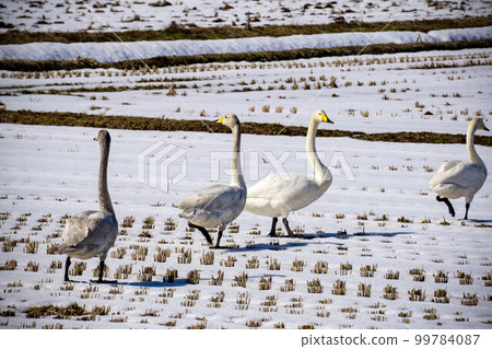 Swans gathering in the rice field Swans gathering in the rice field 99784087