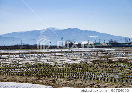 Swans gathering in the rice field Swans gathering in the rice field 99784090