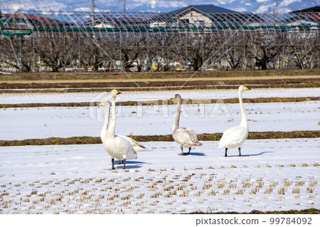 Swans gathering in the rice field Swans gathering in the rice field 99784092