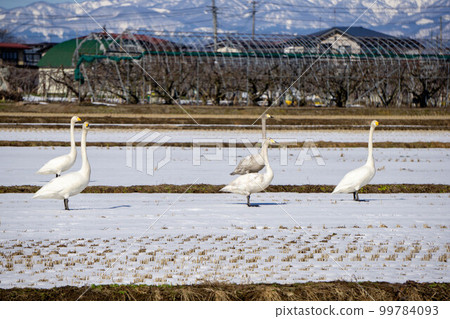 Swans gathering in the rice field Swans gathering in the rice field 99784093