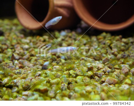 White medaka swimming in a tank 99784342