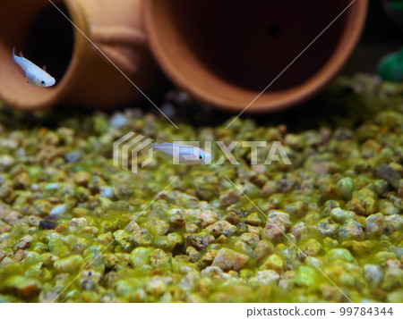 白色青鱂在水箱中游泳 白色青鱂在水箱中游泳 99784344