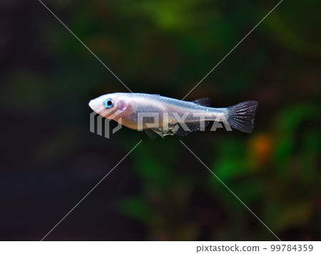 White medaka swimming in a tank 99784359
