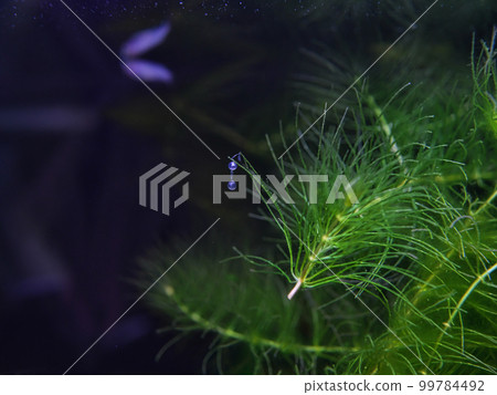 Eggs of medaka planted in aquatic plants 99784492