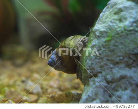 Himetanishi eating moss 99785277