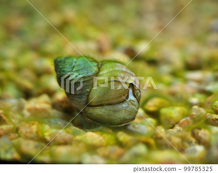 Himetanishi walking on gravel 99785325