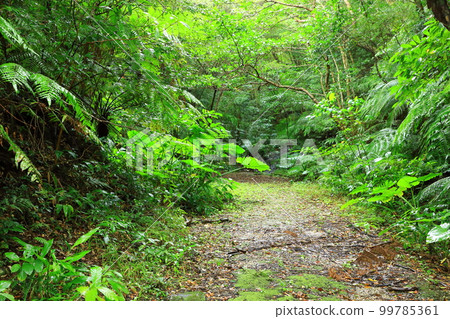 Daikoku Rindo Yanbaru Forest Daikoku Rindo Yanbaru Forest 99785361