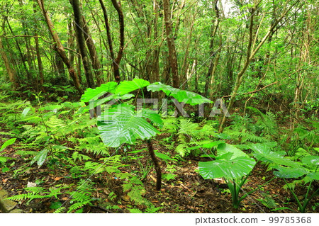 Daikoku Rindo Yanbaru Forest 99785368