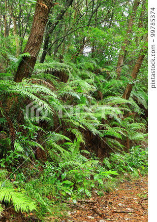 Daikoku Rindo Yanbaru Forest Daikoku Rindo Yanbaru Forest 99785374