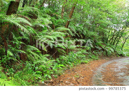 Daikoku Rindo Yanbaru Forest 99785375